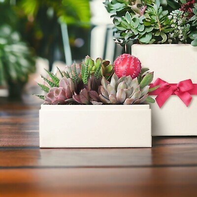 #ad Valentine#x27;s Day Gift Live Succulent Plants with Planter amp; Gift Box $160.00