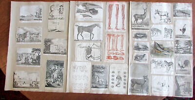 #ad Collection 30 old prints of animals horses dogs c.1810 30#x27;s unique nice lot $175.50