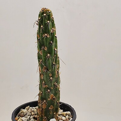 #ad Super Rare Miqueliopuntia miquelii cactus cacti succulent plant approx. 7.5quot; $118.00