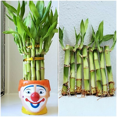 8 LUCKY BAMBOO PLANTS 4quot; and 6quot; Indoor Perennial Feng Shui Christmas GIFT $13.50