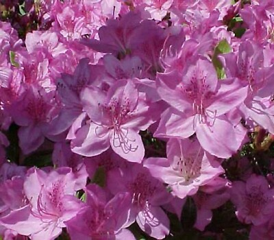 #ad Poukhanense Lavender Korean Azalea Starter Plant 8m 1 live plant $18.99