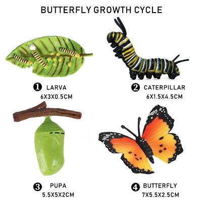 #ad Butterfly Growth Cycle Model Toys Life Cycle Figurines Plastic Figures Toy Kit $8.85