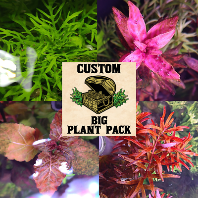 #ad Custom BIG Plant Treasure Chest 4 BIG Plants $17.99