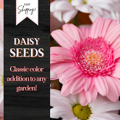 #ad Daisy Seeds 125 Seeds Daisy Flower Flower Seeds Annual Seeds Garden Seeds $3.52