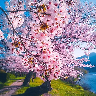 #ad Live Plants Japanese Pink quot;Hiroshima Loversquot; Sakura Oriental Cherry Blossom s... $38.67
