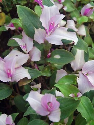 #ad 3 cuttings GORGEOUS Variegated Tradescantia Blushing Bride Wandering Jew $14.99