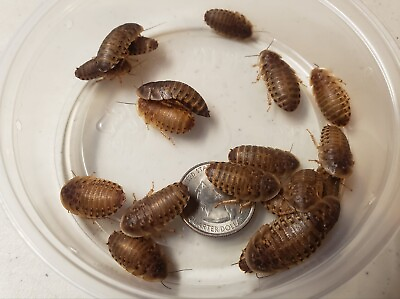 #ad #ad Dubia Roaches Small Medium Large Live Reptile Feeders 25 1000 $277.99