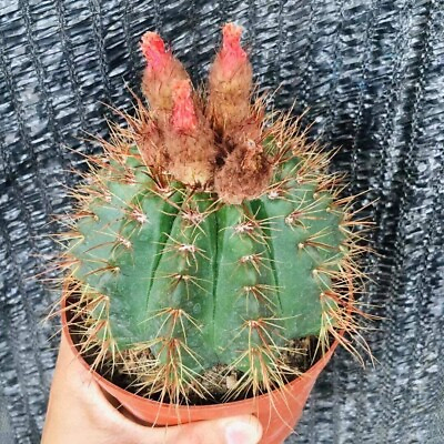 #ad cactus no name 6 inch $40.00