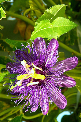 #ad PASSION FRUIT purple flower vine maypop PASSIFLORA INCARNATA plant seed 25 SEEDS $9.95