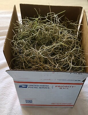 FRESH FLORIDA Spanish Moss LIVE Air Plant 1LBS BOX Crafts and Floral Decor $12.00