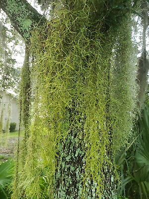 live Spanish moss from Florida $21.99