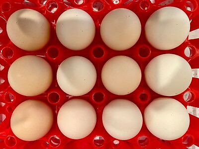 #ad 1 Dozen White American Bresse Hatching Eggs from Greenfire Farms® Breeding Stock $120.00