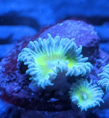 #ad Captain Jerk Zoa Paly 4 Polyp Frag Free Shipping on Orders over $85 $19.99
