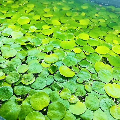 30 Leaf Amazon Frogbit Live Aquarium Floating Plant Buy 2 Get 2 Free $8.95