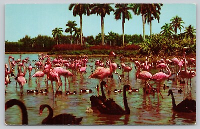 #ad Postcard Hialeah Florida Flamingos and Swans Infield Lake at Hialeah Race Park $5.75