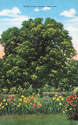 #ad Postcard TX Houston Pecan Tree General Sam Houston Home Nut Flowers Walker Co. $5.99