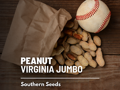 #ad Peanuts Virginia Jumbo Heirloom Seeds Non GMO Arachis hypogaea $2.95
