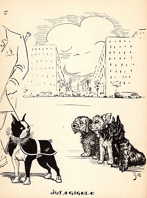 #ad Funny Boston Terrier Print 1930s Scottish Terrier Illustration Art by Zito 5275w $18.95