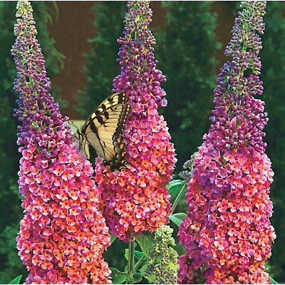 #ad #ad Hybrid Butterfly Bush Summer Lilac Buddleia davidii #x27;Bicolor#x27; FRAGRANT $4.99