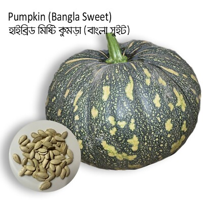 #ad Bangladeshi Pumpkin Seeds Bangla sweet Hybrid Misti Kumra 20 Seeds $8.00