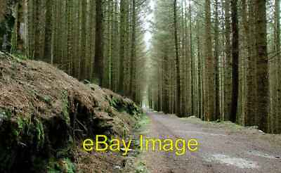 #ad Photo 6x4 Rostrevor forest Rosstrevor A fairly standard piece of state co c2008 GBP 2.00