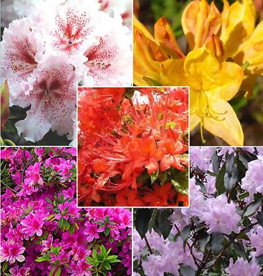 #ad 30 Mixed Azalea Rhododendron simsii Seeds Schlippenbachii Bush Shrub Flowers... $9.94