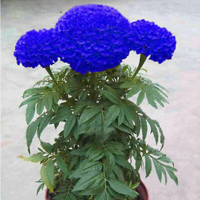 #ad 100 Blue Marigold Seeds Home Garden Edible Flower Plant Seed Chrysanthemum $5.25