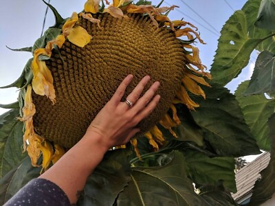#ad #ad 10 Mammoth Grey Stripe Sunflower Seeds Huge Giant Large Sunflowers FRESH $2.88