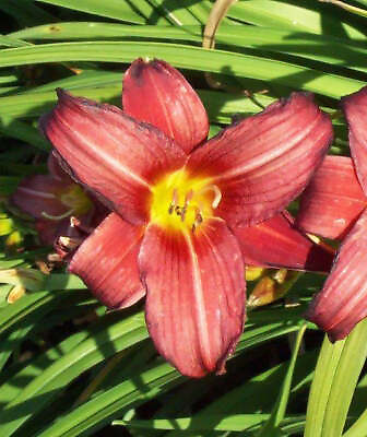 #ad Little Business Reblooming Daylily 3 root divisions $24.82