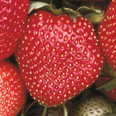 #ad Sparkle Junebearing Strawberry Plants Lot Of 25 Bareroot Plants $27.98