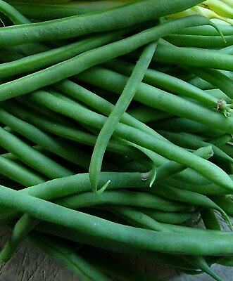 Black Valentine Bush Green Bean Seeds Stringless NON GMO FREE SHIPPING $14.95