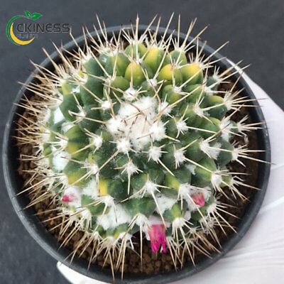 #ad variegated cactus Plants potted plants Garden flowering beautiful Plants $31.49