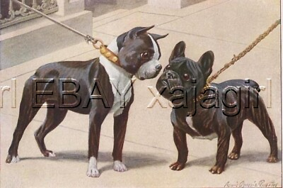 #ad DOG BOSTON TERRIER amp; French Bulldog 85 Year Old Print $29.95