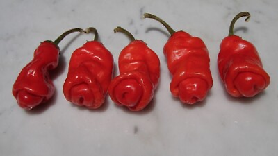 10 seeds red Peter Pepper Heirloom Very Hot XXX rare chili funny amp; unique gift $2.99