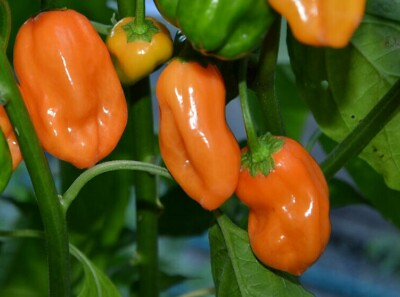 #ad ORANGE HABANERO HOT PEPPER SEEDS 30 VERY HOT muy caliente SPICY FREE SHIPPING $2.05