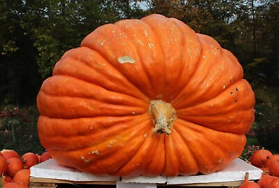 #ad 10 Big Max Pumpkin Seeds GIANT PRIZE WINNING NON GMO FRESH HEIRLOOM $2.88