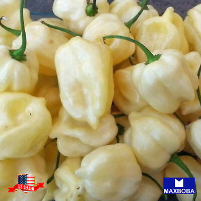 #ad Pepper Seeds Hot Habanero White Non GMO Heirloom Vegetable $13.25