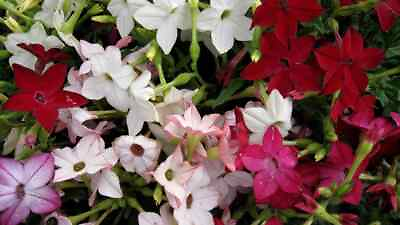 #ad tobacco JASMINE night scented FLWR FRAGRANT 1000 seed groco* BUY 10=SHIPS FREE $0.99