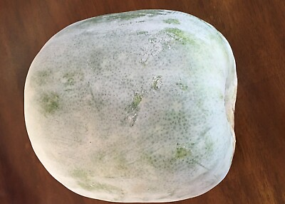 #ad 20 Wax Gourd Seeds White Ash Gourd Winter Melon Dong Gua Alu Puhul USA $3.69
