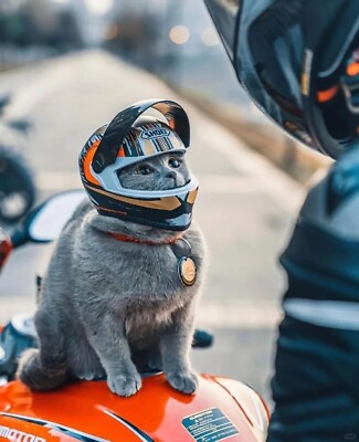 #ad Pet Helmets Cat Helmet Dog Helmet Outdoor Mini Head Protecting Hat Motorcycle $24.99