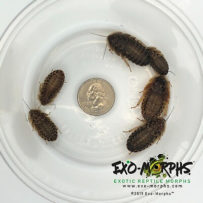 #ad 100 Large Dubia Roaches 3 4quot; 1quot; Length $24.00