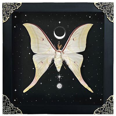 #ad Real Luna Moth Open Wings Deep Display Shadow Box Dried Insect Collection $75.00