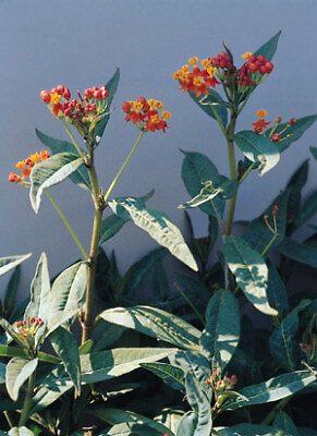 #ad Asclepias curassavica Red Butterfly 250 seeds $14.22