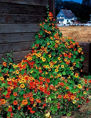 #ad #ad Nasturtium Tall Mix Flower Seeds quot;COOL BEANS N SPROUTSquot; Brand $4.49