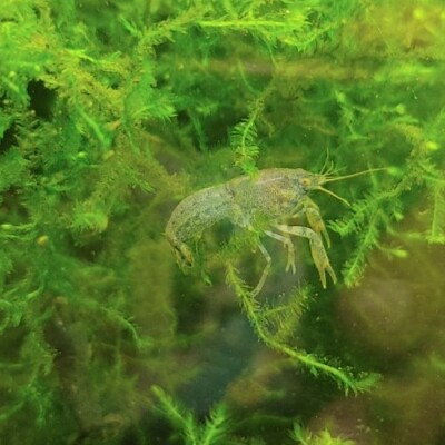#ad 5 least Dwarf Crayfish MICRO Lobster Cambarellus diminutis live invertebrate $13.97