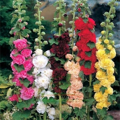 #ad 350 Hollyhock Flower Seeds Non GMO Carnival Mix Giant Mallow Double Hollyhock $6.45