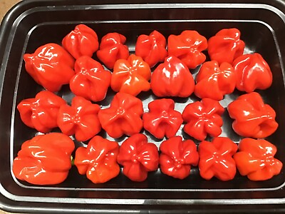 #ad Red Savina Habanero pepper plants 2 count 3quot; 5” tall FREE shipping $16.49