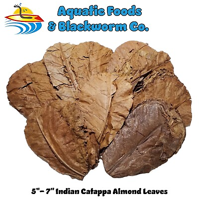 #ad 500 Indian Catappa Almond Leaves 5quot; 7quot; Shrimp Bettas and Aquariums $19.99