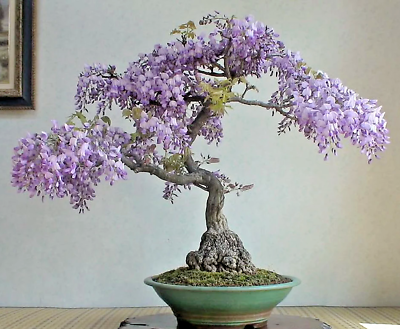#ad Bonsai Tree Chinese Wisteria rare flowering purple climbing vine seed 10 seeds $12.99