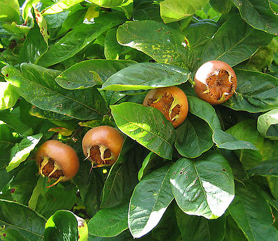#ad Showy Medlar Mespilus germanica Tree Seeds Edible Fall Color Hardy $2.30